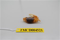 藏品(乳白南方招潮蟹)的圖片